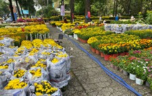 Chợ hoa kiểng Tết vắng bóng mai