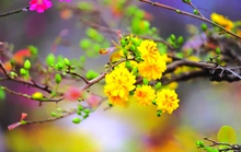 Bài thơ Hoàng cúc và Đi lễ chùa