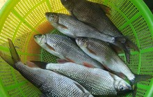 Săn cá mát ở thượng nguồn suối A Tang