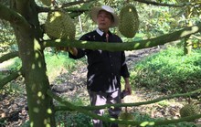 Nhà vườn sầu riêng ăn Tết rủng rỉnh nhờ thị trường Trung Quốc