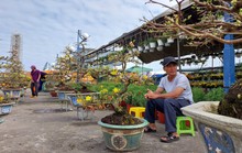 Hoa Tết Đà Nẵng: Hạ giá, sale sập sàn vẫn vắng người mua