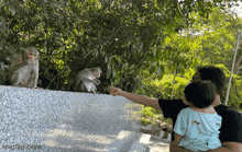 Hình ảnh hàng trăm con khỉ chọn cửa chùa làm nơi nương náu