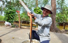 CLIP: Đã mắt xem săn đặc sản dưới tán rừng U Minh Hạ