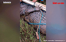 Cận cảnh thu phục cá sấu nặng 1 tấn, nghi ăn thịt ngư dân