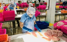 Cơ hội lớn xuất khẩu cá tra sang Trung Quốc