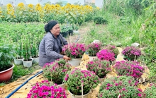 Hoa kiểng, trái cây: Khách chuộng hàng mới, lạ