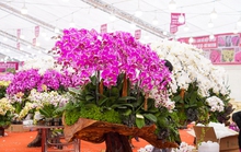 Độc đáo lan Hồ Điệp bonsai giá trăm triệu đồng trưng Tết Quý Mão