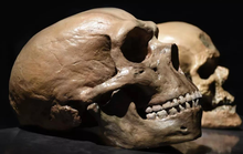 40.000 năm trước, một loài khác cũng tiến hóa cao như chúng ta