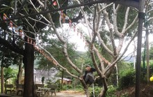 Phú Yên: 3 con Voọc chà vá quý hiếm vào chùa xin ăn