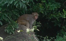 Đàn khỉ 200 con quấy phá người dân