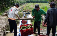 Trái cây mong manh được - mất