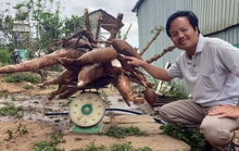 Cây mì đột biến cho chùm củ gần 70kg