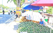 Đàm phán xuất khẩu cam sành sang Trung Quốc