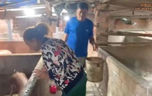 Cuộc sống bình dị của họa mi núi rừng Siu Black