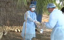 Nguy cơ xâm nhập Việt Nam, cúm gia cầm H5N1 nguy hiểm thế nào?