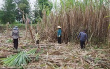 Nhà máy đường lo thiếu nguyên liệu