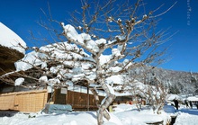 Những địa điểm du lịch Nhật Bản vào mùa đông