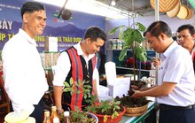 Sâm Ngọc Linh dỏm hết đất sống