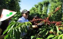 Nâng giá trị cà phê Việt