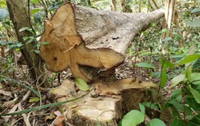 Vụ phá rừng lớn ở Gia Lai: Do dân phá làm nhà?