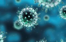 CDC: Cảnh báo virus H5N1 nhánh 2.3.4.4b lại lây thêm loài mới
