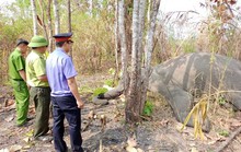 1 con voi nhà chết ở khu du lịch