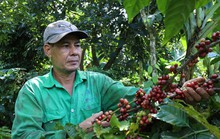 Nâng giá trị cà phê Việt (*): Đầu tư mạnh vào thương hiệu