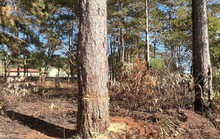 Nhiều cây thông cổ thụ gần UBND xã bị cưa hạ trái phép