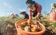 Orion phát triển vùng nguyên liệu khoai tây tại Việt Nam