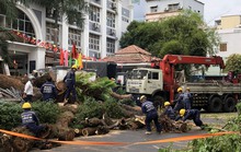 Sau vụ ngã cây xanh ở Trường Trần Văn Ơn, TP HCM  có chỉ đạo nóng