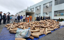 Phó Thủ tướng Trần Lưu Quang gửi thư khen vụ bắt hơn 7 tấn ngà voi tại Hải Phòng
