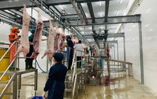 Gỡ khó cho giết mổ công nghiệp