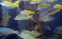 CLIP: "Đã mắt" với 78 loài thủy, hải sản tung tăng quanh rạn nhân tạo ở Cà Mau