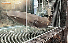 Cá mập trưng bày trong hồ kiếng bất ngờ đẻ 3 con