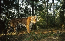 Lâm Đồng: Nghi vấn hổ xuất hiện ở rừng Bảo Lâm