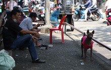 Vụ cụ bà bị chó pitbull cắn đến chết: Dư luận dậy sóng bức xúc vì đâu?