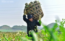 CLIP: Nông dân Thanh Hóa "đội nắng" hái dứa thuê dưới trời nóng 40 độ C