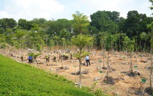 TP HCM: Phát động Tết trồng cây đời đời nhớ ơn Bác Hồ năm 2023