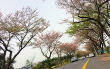 Hạ cánh nơi... Jeju
