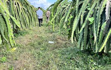 Cắt cỏ bằng máy bị văng lưỡi dao, người đàn ông tử vong