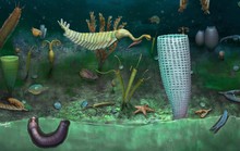 Mắc kẹt vì COVID-19, đào bới gần nhà và phát hiện kho báu quái vật 462 triệu tuổi