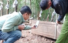 Gốc gỗ nổi tiếng bậc nhất Kon Tum được xác lập sở hữu toàn dân