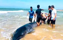 CLIP: Du khách giải cứu cá voi lưng gù quý hiếm mắc cạn