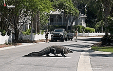 Choáng với cá sấu khổng lồ dạo chơi trên phố