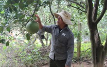 Vùng trồng bưởi tại Ninh Thuận đủ điều kiện xuất khẩu sang Mỹ