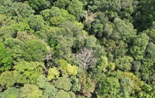 Nỗ lực bảo tồn khu rừng trắc quý