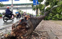 Mưa lớn kèm gió mạnh, cây xanh bật gốc