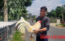 VIDEO: Chàng trai ở An Giang đắp tượng gà bằng xi-măng, bán không kịp