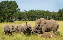 Phát hiện con voi chết trong rừng, xung quanh có đàn voi canh giữ