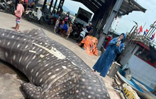 Phát hiện cá nhám voi dài 8 m trôi dạt vào bờ biển